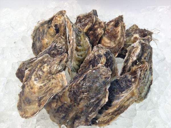 【北海道フェア 水産部門🐟】殻付き牡蠣 2Lサイズ 10個入/pc ※5/25~31より順次発送予定 (クーポン対象商品)