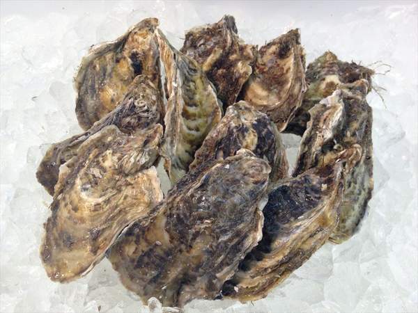 【北海道フェア 水産部門🐟】殻付き牡蠣 2Lサイズ 10個入/pc ※5/25~31より順次発送予定 (クーポン対象商品)