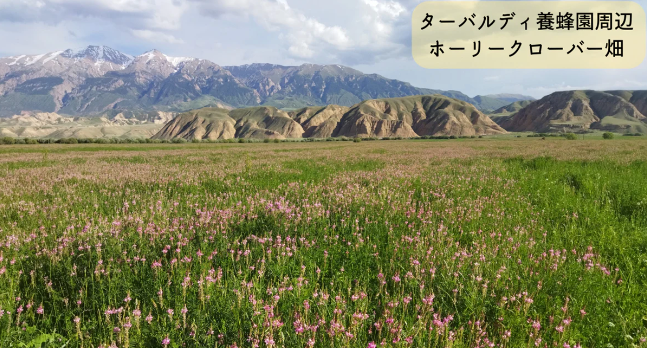 【ぞうねこちゃんねる限定価格】アトバシ盆地の白い蜂蜜（白）※5月末頃配送